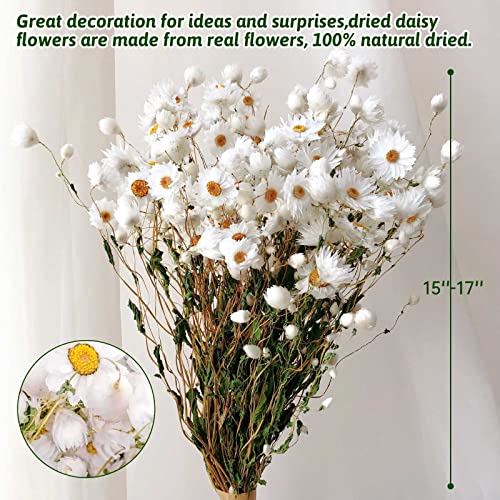 Dried Daisy Flowers Bouquet, 200+ Real Dry White Flowers with Stems, 17'' Gerber Daisies Arrangements for Wedding, Farmhouse Vase Decorations, DIY Home Party Wildflower Decor
