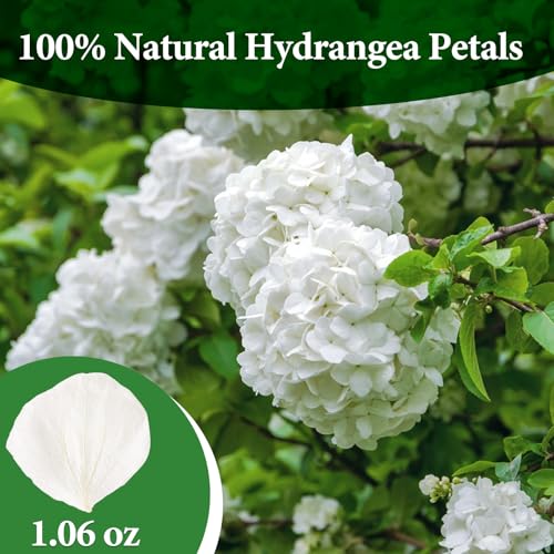 1500Pcs Real Dried Ivory White Hydrangea Petals for Wedding Petal Showers Romantic Evenings Proposal Decorations DIY Crafts Party Favors (1.06 oz)