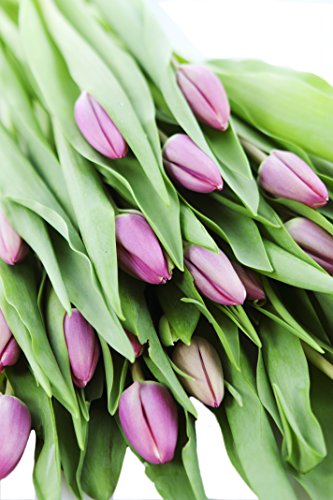 KaBloom PRIME NEXT DAY DELIVERY - Bouquet of 20 Pink TulipDirect Fresh.Gift for Birthday, Sympathy, Anniversary, Get Well, Thank You, Valentine, Mother’s Day Fresh Flowers - color: Pink, size: 20, style: Without Vase