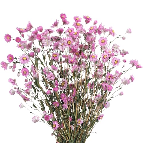CITYES Dried Daisy Flowers Bouquet Dried Flowers Pink with Stems Real Chrysanthemum Gerber Daisies Arrangements for Wedding Farmhouse Vase Decorations DIY Home Party Wildflower Decor
