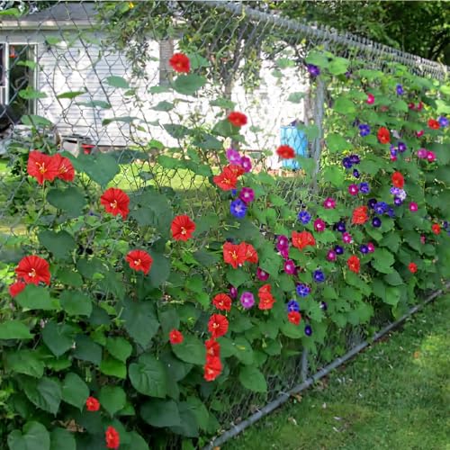 CISDUEO 2 Pcs Artificial Vines Silk Morning Glory Vines for Outdoor 15Feet Hanging Plants Garland Red Fake Green Plant Morning Glories for Home Decor Wall Fence Stairway Wedding Hanging Baskets - color: Red