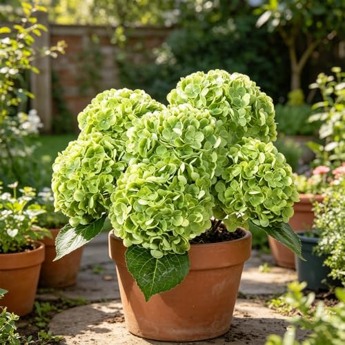 DuHouse 5Pcs Large Hydrangea Artificial Flowers,20 inch Latex Real Touch Hydrangeas Lifelike Hydrangea Flower for Home Wedding Bouquets Centerpieces Party Living Room Outdoors Decoration(Green) - color: Green, size: 5pcs