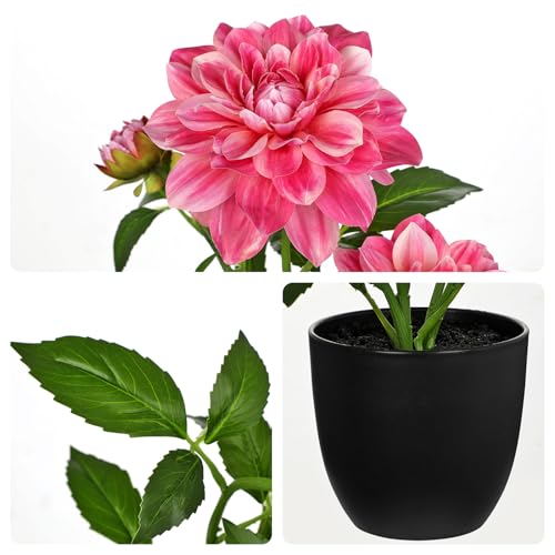 Artificial Plants & Flowers in Pot Rose Pink Dahlia Artificial Flowers Potted Plant Faux Silk Flower with Pot Fake Flower for Home Bathroom Table Centerpieces Wedding Shelf Desk Decor 16.5 Inch - color: Red-16.5