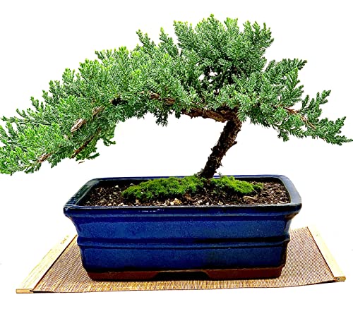 Live Dwarf Juniper Bonsai Tree 12+ Years Old with Bamboo mat| Juniper or Jade Bonsai Tree | Indoor/Outdoor | 100% Handcrafted| Home and Office Décor | Best Gift for Holiday (style3) - color: Juniper Xl