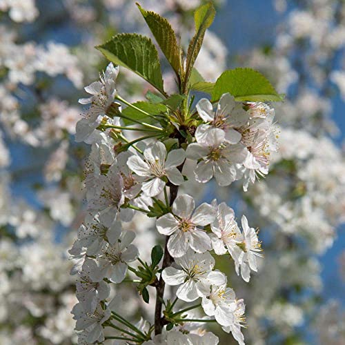 Brighter Blooms Rainier Cherry Tree, 5-6 ft. | No Shipping to AK, AZ, CA, CO, HI, ID, OR, WA - size: 5-6 ft.