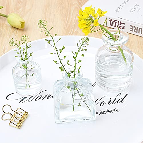 Set of 3 Mini Clear Glass Vase,Small Flower Bud Vase Hydroponics Planter Decorative for Flower,Table,Party,Home,Centerpieces(clear 1) - color: Clear 1