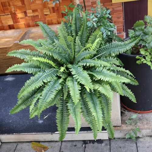 Fake Ferns - 2 Packs Artificial Ferns for Outdoors & Indoors, 45in Large Boston Fern with 55 Fronds, Realistc Faux Greenery Plants Ideal for Porch Entrance Hall Planters Windowsills Office Home Decor