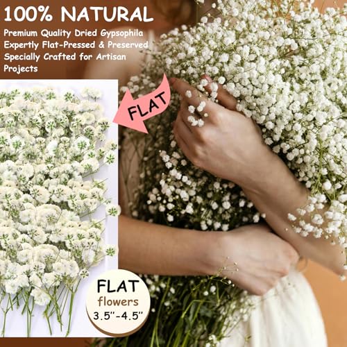 165Pcs Dried Pressed Baby's Breath Flowers - 100% Natural Flat Real White Gypsophila Baby Breath, Pressed Flowers for Resin Art, Epoxy Coasters, Wedding Invitations, Scrapbooking, Frame Decorations - size: 165