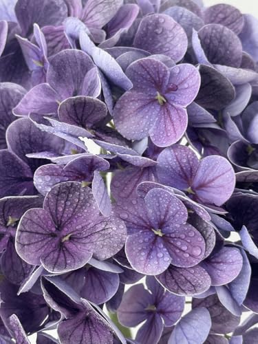 YalzoneMet 3 PCS Dark/Black Purple Hydrangea Artificial Flowers 21'' Real Touch Faux Latex Hydrangea Flowers for Wedding Tables Centerpieces Vintage Fake Flowers for Party Home Kitchen Decor - color: Dark/Black Purple