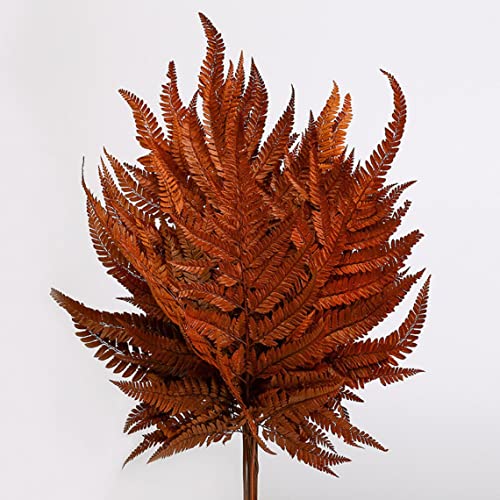 Preserved Real Green Ferns Dried Green Fern Tips Stems Wedding Garlands Decorations Bouquets Flower Arrangements Wall Hanging Dried (Orange)(10 Stems) - color: Orange