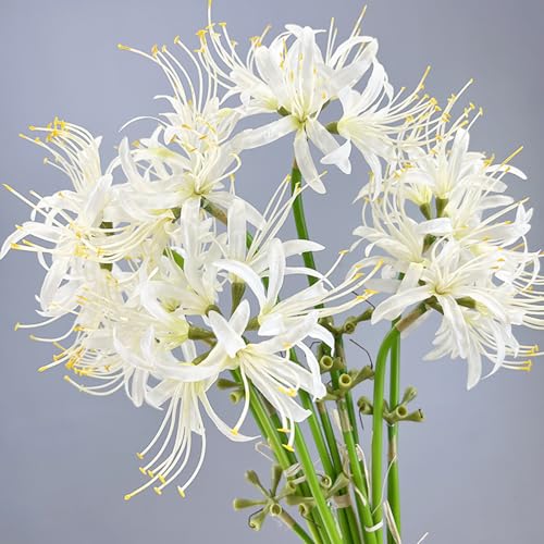 6 Sets 67 CM Lycoris Radiata Artificial Spider Lily Flowers Stonegarlic Clusteramaryllis for Home Garden Wedding Party Decor (Pure White) - color: Pure White