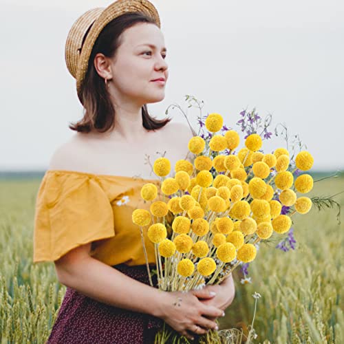 Uieke 120pcs Dried Yellow Billy Balls Flowers for Floral Arrangements, Wedding Decor, Tall Vase Filler, Indoor Use - color: Yellow-30mm-120pcs