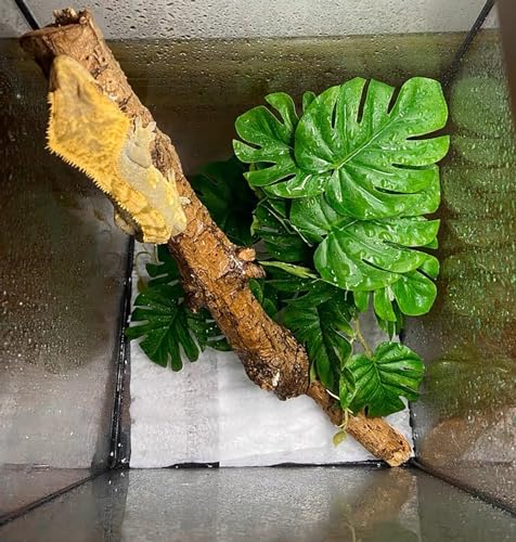 Woyrise Reptile Plants for Terrarium, Artificial Hanging Plants with Suction Cups, Amphibian Tank Habitat Decor Plastic Plant for Bearded Dragons Lizards Snake Geckos Frogs - 2Pack Fake Monstera - color: Monstera