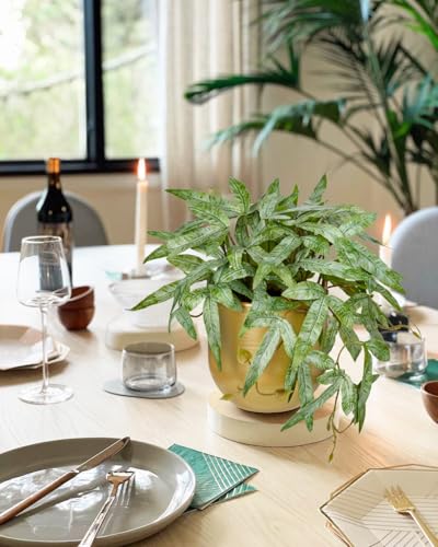 Briful Faux Plants Indoor 9'' Small Artificial Plant with Gold Pot Fake Pteris Cretica Fern Plant for Home Office Room Desk Shelf Decor Indoor - color: Gold
