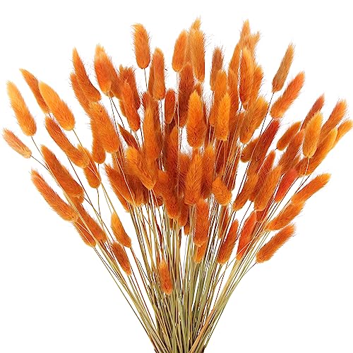 CISDUEO 120pcs Dried Bunny Tails Flowers Orange Lagurus Ovatus Tail Dried Flowers Pampas Grass Natural Dried Floral Arrangement for Boho Fall Decor Autumn Wedding DIY Farmhouse Christmas Halloween - color: Orange