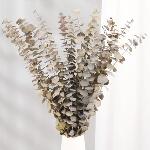 Tavkite 16 Pcs Dried Eucalyptus Stems, 17'' Natural Fresh Eucalyptus Leaves Branches Hanging for Shower, Preserved Real Plant Live for Home SPA Wall Bathroom Wedding Party Vase Decor - color: Natural