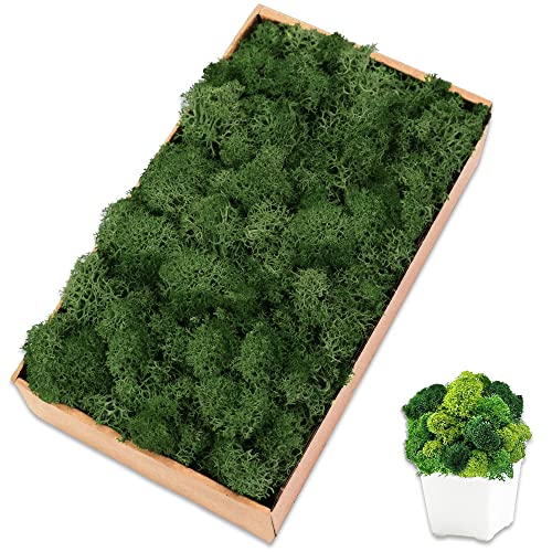 Preserved Reindeer Moss, 7 oz Dark Green Decorative Craft Moss for Potted Plants, Fairy Gardens, DIY Wall Art, Floral Arrangements, Christmas Easter Wedding Holiday Decor - color: Dark Green, size: 7 OZ