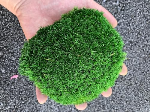 Preserved Pole Moss Pillow Bun Cushion Natural Green Decorative Real Natural DIY Kit Gardenning Art Wall Decor Florist Easter Table Decor Wedding(1.5 sq.ft, Green-C) - color: Green-c, size: 1.5 sq.ft.