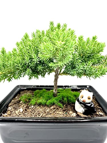 Live Dwarf Juniper Bonsai Tree 4-5years Old with Cute Ceramic Panda | Juniper or Jade Bonsai Tree | Indoor/Outdoor | 100% Handcrafted| Home and Office Décor | Best Gift for Holiday - color: Juniper Smp