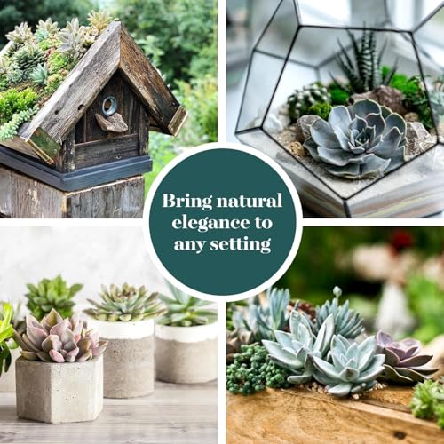 Shop Succulents Echeveria & Rosette Live Succulent Variety Pack – Fully Rooted 2" Potted Plants for Gifts, Favors, DIY Projects, Terrariums, Home Décor, and Garden Arrangements, 256 Pack - color: Pack of 256