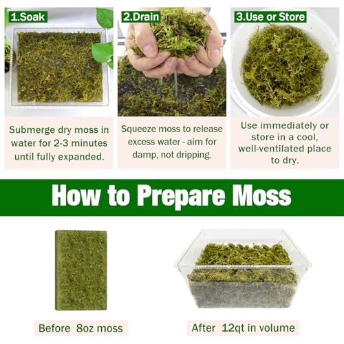 ZeeDix Sphagnum Moss for Plants Indoor, 8 oz Dried Orchid Moss, Natural Green Soil Amendment for Repotting Monstera & Succulents (Expands to 12 qt) - color: 8oz