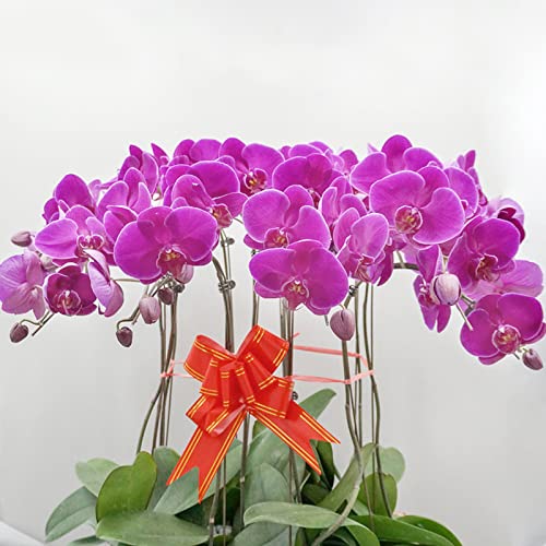 LARDUX 20 PCS Artificial Orchid Flower Heads - Fake Butterfly Flower Heads Faux Flower Head Bulk for Cakes Hair Accessories Headbands Hats Wedding Crafts Decoration - Fuchsia - color: Purple