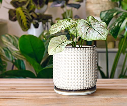 D'vine Dev 6 Inch Ceramic Beaded Stoneware Planter Pot - Flower Pot with Drainage Holes and Saucers for Indoor Succulent Plants or Flowers, Smoked White, 27-C-X-1 - color: Smoked White, size: 5.8 Inch