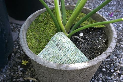 SuperMoss (26325) Moss Soil Toppers (Place Mats), Fresh Green, 16" (3 units) - color: Fresh Green, size: 16" (3 units)
