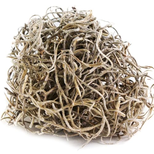 SuperMoss (26920) Spanish Moss Dried – Decorative Moss for Crafts, Potted Plants, Fairy Gardens, Vase Filler, Floral Arrangements & Indoor/Outdoor Garden Projects, 5.25 cu ft, Natural - size: 20 lbs, style: Modern