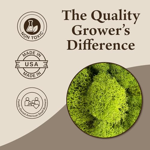 Quality Growers - Preserved Reindeer Moss - Moss for Crafts, Home Decor, Art, Design & DIY Projects - Non-Toxic - USA Made (Chartreuse, Medium, 2-Pack) - color: Chartreuse, size: Medium (2-Pack)