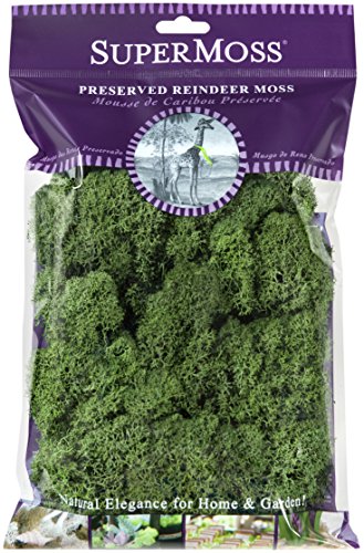 SuperMoss (23080) Reindeer Moss Preserved, Basil, 2 Ounces (Pack of 12) - size: 2 oz (Pack of 12)