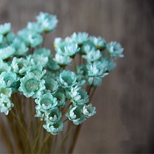 100 Stems Natural Dry Flowers Brazilian Small Star Daisy Decorative Dried Flowers Mini Daisy Chamomile Bouquet for Wedding Floral Arrangements Home Decorations (Blue) - color: Blue
