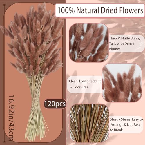 CISDUEO 120pcs Dried Bunny Tails Flowers Lagurus Ovatus Tail Dried Flowers Pampas Grass Red Brown Natural Dried Floral Arrangement for Boho Decor Home Wedding DIY Farmhouse Table Christmas - color: Red Brown