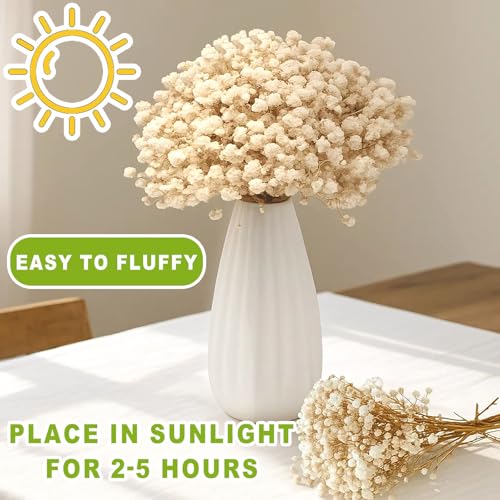 2500+ Mini Dried Babys Breath Flowers, 75 Pcs Ivory White Baby Breath Flowers, Natural Dried Gypsophila Bouquets for Rustic Wedding Decor, DIY Crafts, Gift Wrapping, Vase Arrangement