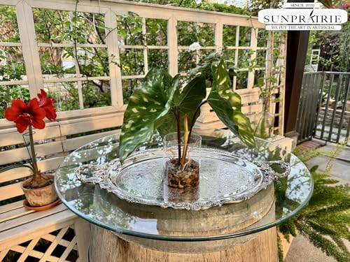 SUNPRAIRIE Tropical Artificial Plant in Clear Pot with Artificial Water, Wide Arrowhead Leaves. Faux Plants Indoor and Outdoor