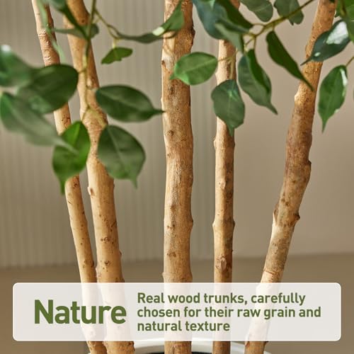 VeriNatural 8FT Artificial Ficus Tree with White Planter - Realistic Faux Ficus Tree with 1900+ Silk Leaves, 5 Real Wood Trunks,Tall Fake Plant for Indoor Living Room, Office, Home Decor (96") - size: 8ft