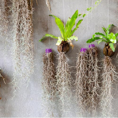 Giegxin Spanish Moss 41'' Fake Hanging Succulents Faux Moss Artificial Succulent Plants Vines Hanging Plants Swamp Decoration Potted Artificial Garland(Brown,12 Pack) - color: Brown