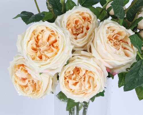 Real Touch Austin Roses Peonies Artificial Flowers 4 Bouquets Latex Fake Peonies with Long Stem Realistic Faux Peonies Flower for Wedding Party Home Table Centerpieces Decorations (Champagne) - color: Champagne