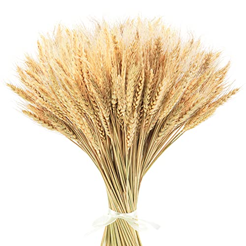 Uieke 17.7 Inches Dried Wheat Stalks, 400 Stems Dried Flowers 100% Natural Wheat for Home Kitchen Wedding Party Table Centerpiece Harvest Wreath Boho Farmhouse DIY Decoration - color: 400pcs