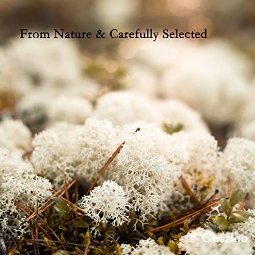 Moss Preserved Natural Fresh Green Moss for Craft Arts Floral Projects, Wall Decor, Table Decor, Wedding Centerpieces, Garden, Terrariums - White, 3.5OZ - color: White01, size: 3.5oz