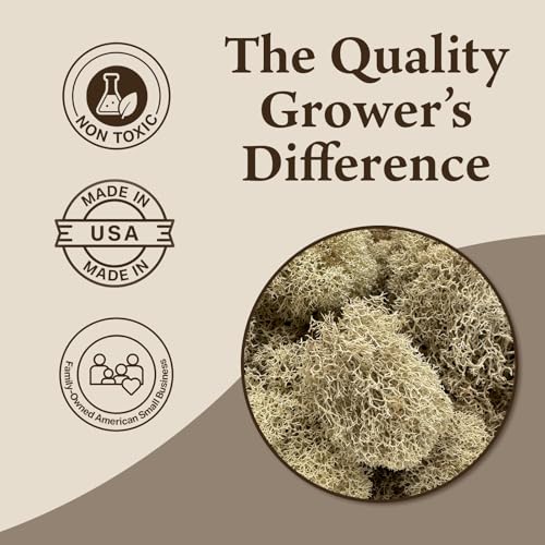 Quality Growers - Preserved Reindeer Moss - Moss for Crafts, Home Decor, Art, Design & DIY Projects - Non-Toxic - USA Made (Natural, Medium, 2-Pack) - color: Natural, size: Medium (2-Pack)