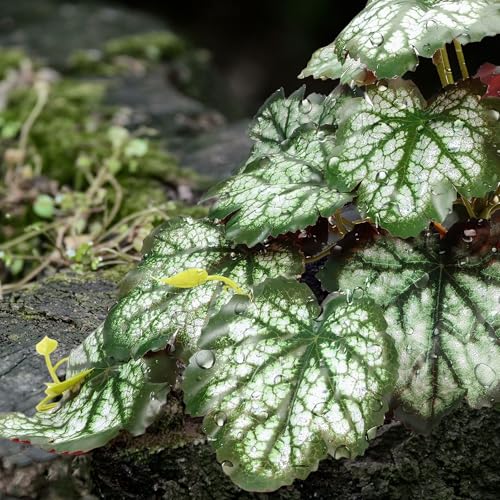 Reptile Plants for Terrarium, Amphibian Habitat Decor Plant, Bearded Dragon Tank Decorations, Artificial Plants for Gecko Lizard Chameleon Tortoise Ball Python Snake with Base - Fake Saxifrage - color: Fake Saxifrage