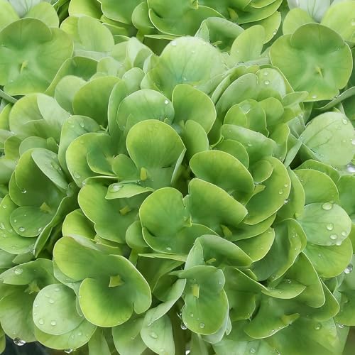 4PCS 25" Green Hydrangea Artificial Flowers Full Latex Faux Hydrangea Flowers, Artificial Flowers Bouquets for Home Decor Party Arrangements Wedding Bouquets - color: Green