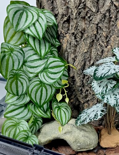 Woyrise 2 Pack Reptile Plants, Terrarium Hanging Plant Vines, Artificial Leaves with Suction Cup, Bearded Dragon Tank Accessories for Gecko Lizard Snake Frog Tortoise Decorations - Calathea Orbifolia - color: Calathea Orbifolia