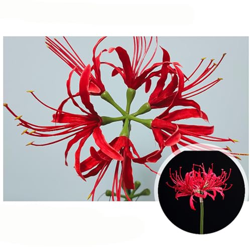 6 Sets 67 CM Lycoris Radiata Artificial Spider Lily Flowers Stonegarlic Clusteramaryllis for Home Garden Wedding Party Decor (Red) - color: Red