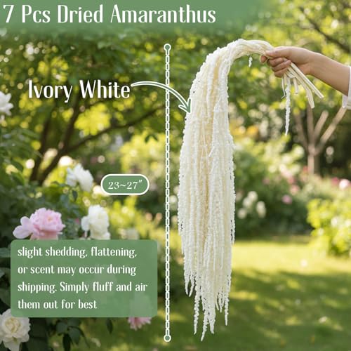 7Pcs Dried Amaranthus Hanging Flowers - 23" Ivory White Preserved Amaranthus for Wedding Arch, Table Centerpiece, Home Decor, Boho Party Arrangement - color: 7pcs Ivory White