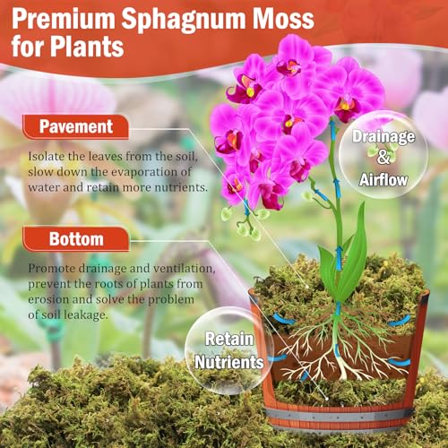 Riare 3.5OZ Premium Sphagnum Moss for Plants- 4QT Natural Dried Plant Moss for Potted Plants, Orchid Moss for Repotting, Soft Green Decorative Moss for Succulents, Reptiles & DIY Crafts - color: 4 QT(Appx.3.5oz)