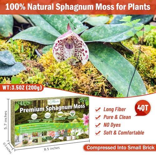 Riare 3.5OZ Premium Sphagnum Moss for Plants- 4QT Natural Dried Plant Moss for Potted Plants, Orchid Moss for Repotting, Soft Green Decorative Moss for Succulents, Reptiles & DIY Crafts - color: 4 QT(Appx.3.5oz)