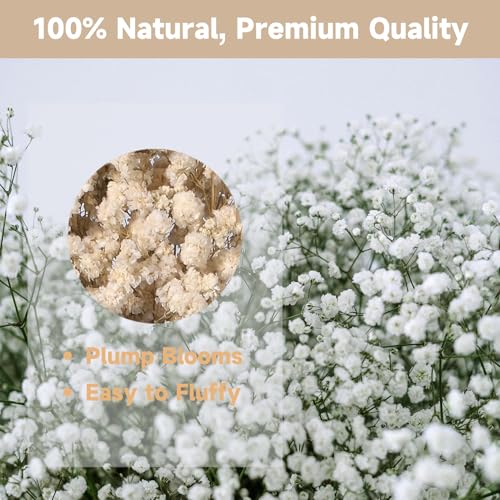 Dried Baby's Breath Bouquet, Pure White 6"-7.8" Portable Mini Gypsophila Flowers, 2000+ Natural Preserved Flowers for Wedding Home Decor DIY Crafts Vase Filler Wreath Card Making - color: White