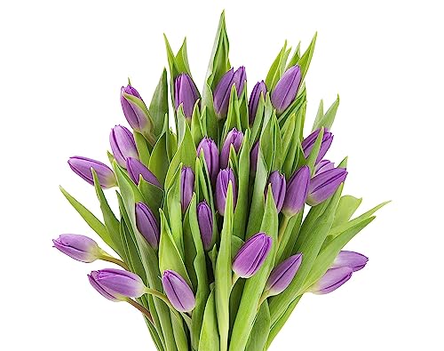 KaBloom Flowers - Valentine Collection - Bouquet of 20 Purple Tulips Farm-Fresh From Holland without vase. Gift for Birthday, Sympathy, Get Well, Thank You, Valentine, Mother’s Day Fresh Flowers - color: Purple, size: 20, style: Without Vase